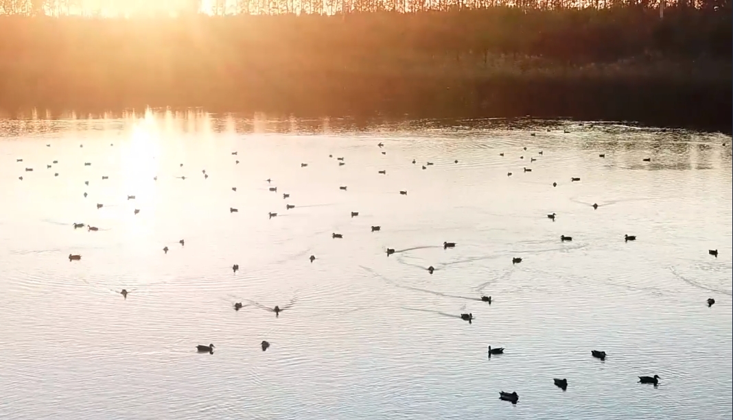 雄安新區白洋淀秋冬季候鳥遷徙迎來&ldquo;繁忙&rdquo;時刻